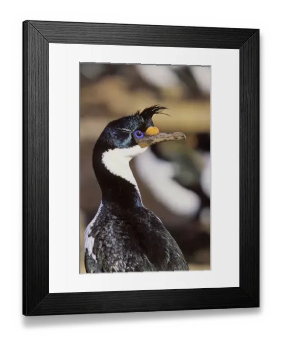 Framed Print : Imperial Shag or King Shag (Phalacrocorax atriceps albiventer) on the Falkland Islands Framed Print : Imperial Shag or King Shag (Phalacrocorax atriceps albiventer) on the Falkland Islands