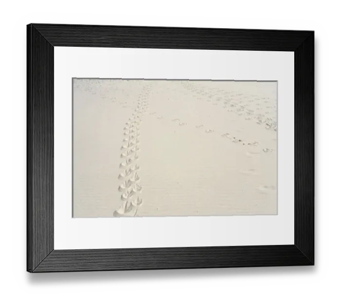Framed Print : Magellanic penguin (Spheniscus magellanicus) tracks in sand Framed Print : Magellanic penguin (Spheniscus magellanicus) tracks in sand