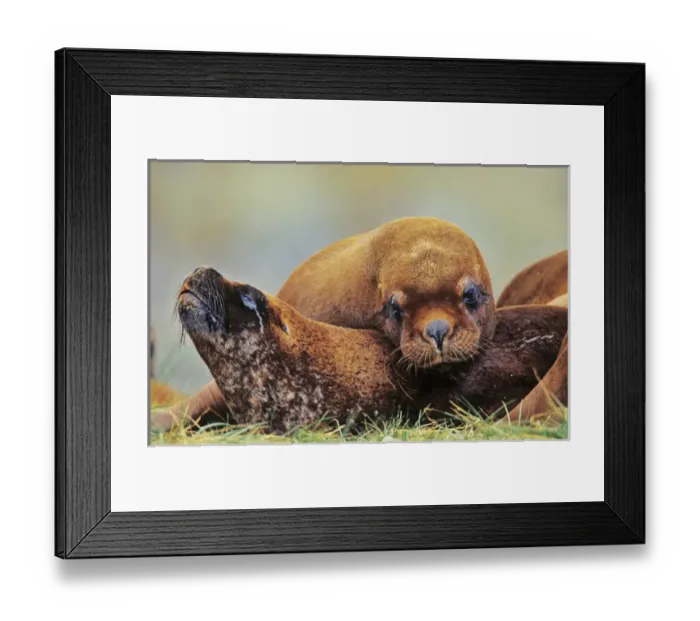 Framed Print : South American Sea Lion (Otaria flavescens, formerly Oraria byronia) or Southern Framed Print : South American Sea Lion (Otaria flavescens, formerly Oraria byronia) or Southern