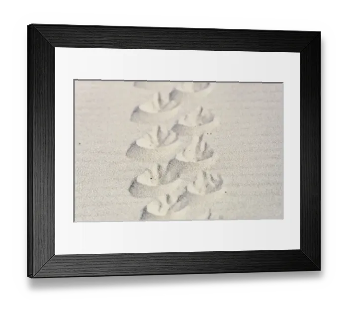 Framed Print : Magellanic penguin (Spheniscus magellanicus) tracks in sand