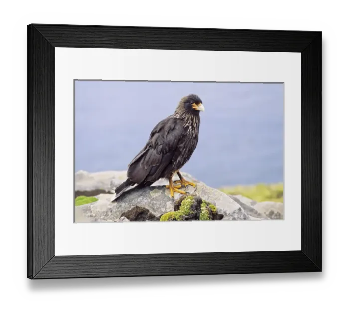 Framed Print : Striated Caracara or Johnny Rook (Phalcoboenus australis) on the Falkland Islands Framed Print : Striated Caracara or Johnny Rook (Phalcoboenus australis) on the Falkland Islands