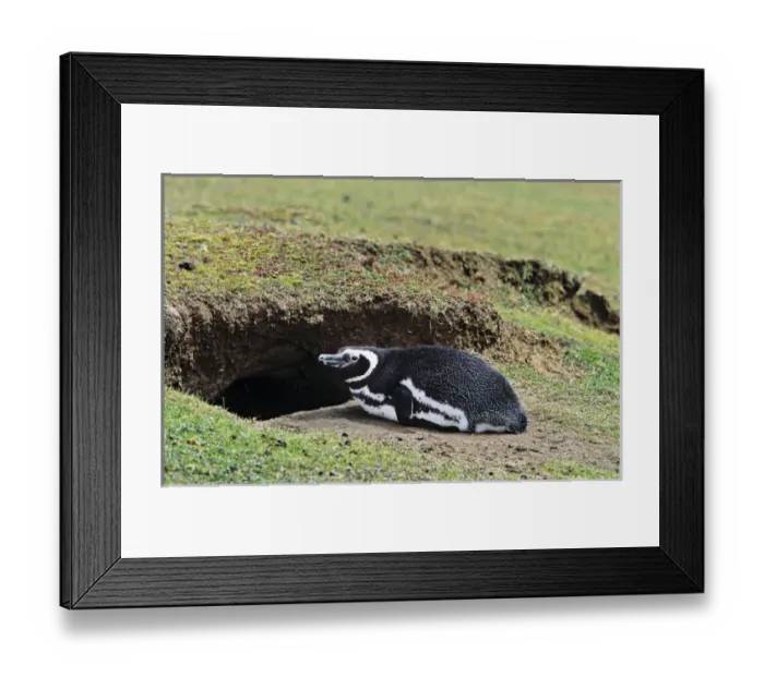 Framed Print : Magellanic penguin (Spheniscus magellanicus) at burrow Framed Print : Magellanic penguin (Spheniscus magellanicus) at burrow