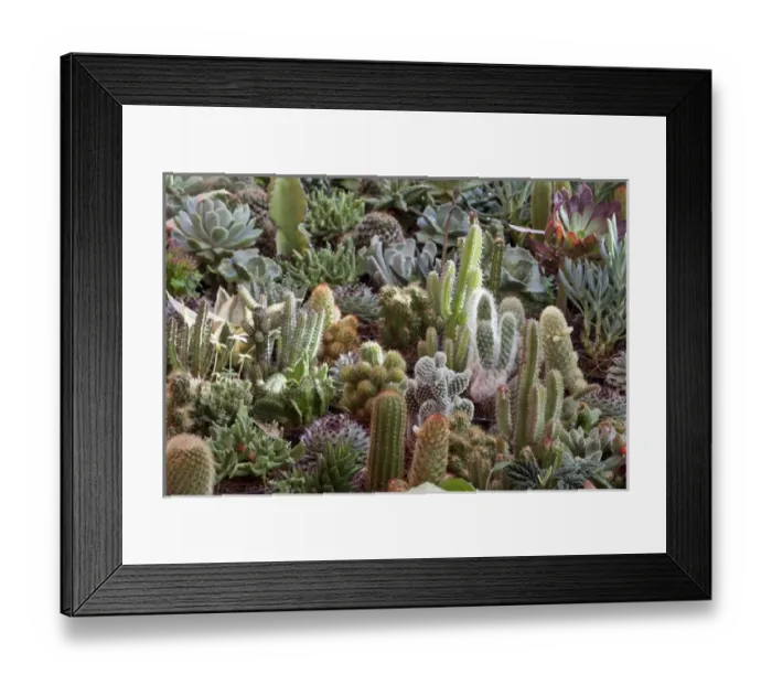 Framed Print : South America, Mexico, San Miguel de Allende. Cacti on display as part of Candelaria Festival Framed Print : South America, Mexico, San Miguel de Allende. Cacti on display as part of Candelaria Festival
