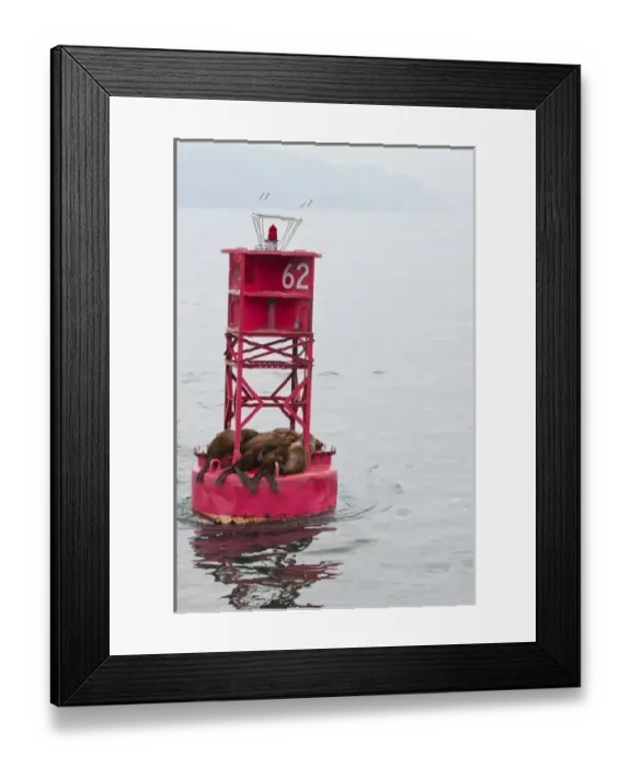 Framed Print : US, AK, Inside Passage. Stellar Sea Lions (Eumetopias jubatus) crowd on to channel Framed Print : US, AK, Inside Passage. Stellar Sea Lions (Eumetopias jubatus) crowd on to channel