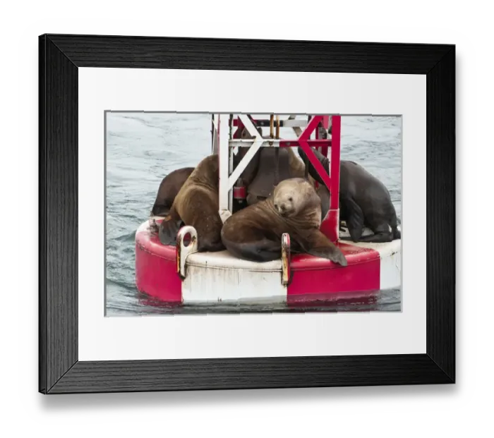 Framed Print : US, AK, Inside Passage. Stellar Sea Lions (Eumetopias jubatus) crowd on to navigation Framed Print : US, AK, Inside Passage. Stellar Sea Lions (Eumetopias jubatus) crowd on to navigation