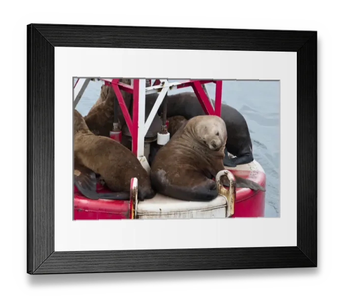 Framed Print : US, AK, Inside Passage. Stellar Sea Lions (Eumetopias jubatus) crowd on to navigation Framed Print : US, AK, Inside Passage. Stellar Sea Lions (Eumetopias jubatus) crowd on to navigation