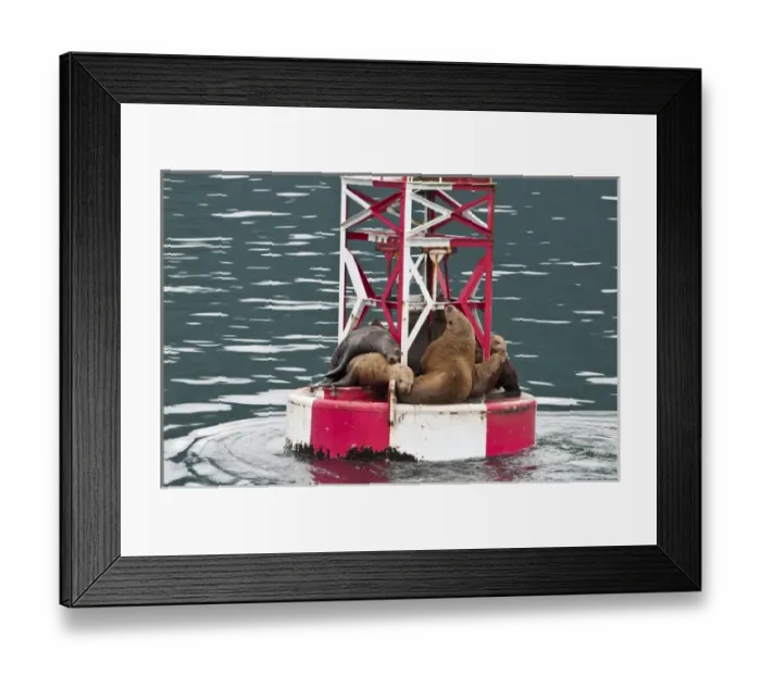 Framed Print : US, AK, Inside Passage. Stellar Sea Lions (Eumetopias jubatus) crowd on to navigation Framed Print : US, AK, Inside Passage. Stellar Sea Lions (Eumetopias jubatus) crowd on to navigation