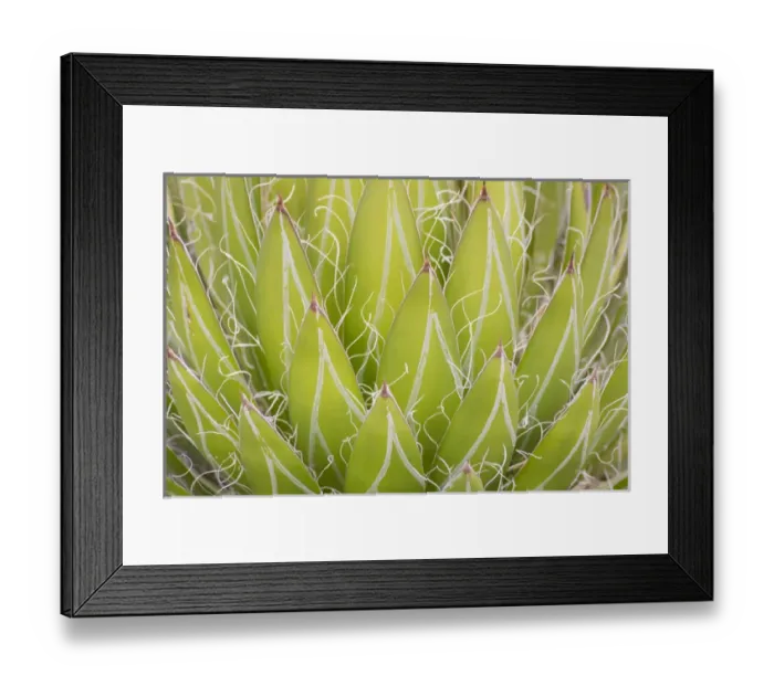 Framed Print : Mexico, San Miguel de Allende. Yucca plant close-up Framed Print : Mexico, San Miguel de Allende. Yucca plant close-up
