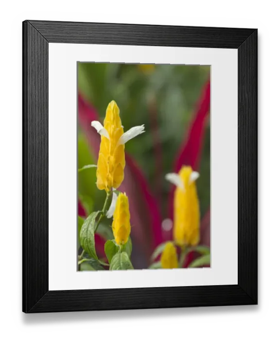Framed Print : A flower blooms in Anton el Valle, Panama Framed Print : A flower blooms in Anton el Valle, Panama