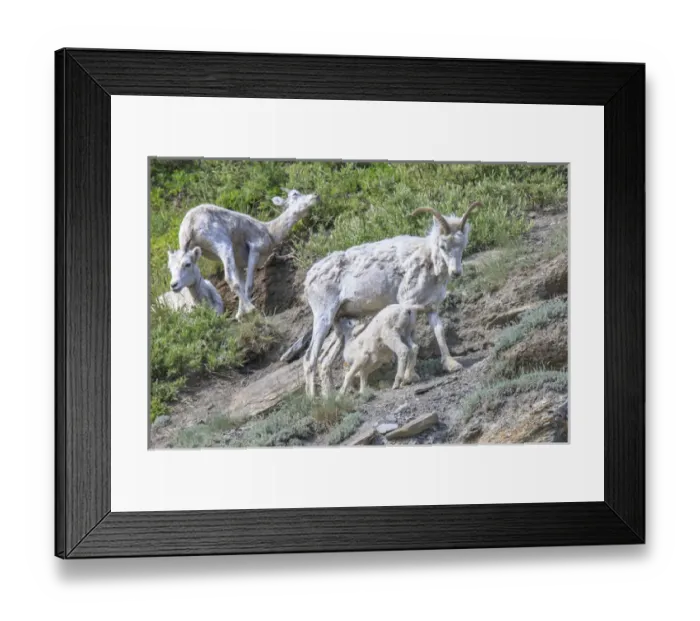 Framed Print : Mountain Goats. Along Kongakut River. Arctic National Wildlife Refuge. Alaska Framed Print : Mountain Goats. Along Kongakut River. Arctic National Wildlife Refuge. Alaska