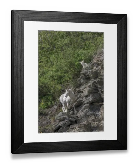 Framed Print : Mountain Goats. Along Kongakut River. Arctic National Wildlife Refuge. Alaska Framed Print : Mountain Goats. Along Kongakut River. Arctic National Wildlife Refuge. Alaska