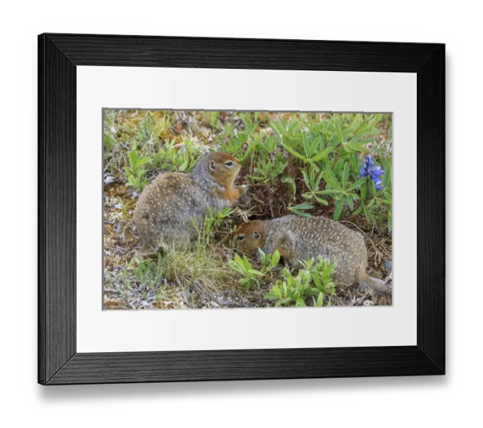 Framed Print : Arctic Ground Squirrel. Along Kongakut River. Arctic National Wildlife Refuge. Alaska Framed Print : Arctic Ground Squirrel. Along Kongakut River. Arctic National Wildlife Refuge. Alaska