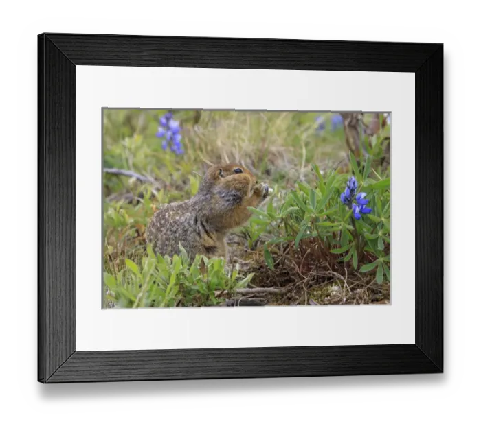 Framed Print : Arctic Ground Squirrel. Along Kongakut River. Arctic National Wildlife Refuge. Alaska Framed Print : Arctic Ground Squirrel. Along Kongakut River. Arctic National Wildlife Refuge. Alaska