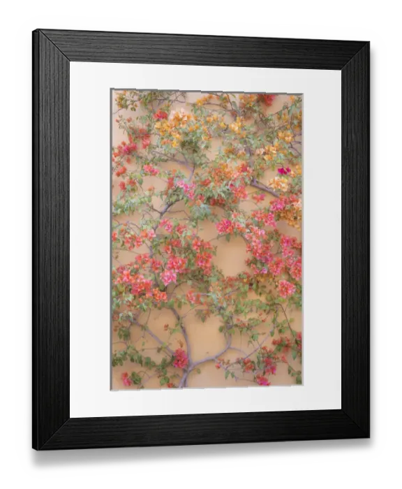 Framed Print : Mexico, San Miguel de Allende. Bouganvilla growing on wall Framed Print : Mexico, San Miguel de Allende. Bouganvilla growing on wall