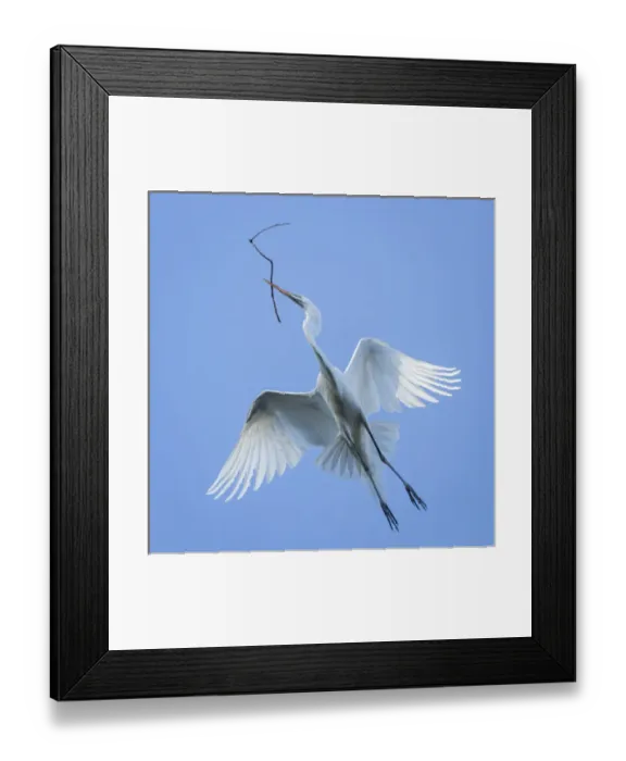 Framed Print : Mexico, San Miguel de Allende. Great egret flying with nesting material. Credit as Framed Print : Mexico, San Miguel de Allende. Great egret flying with nesting material. Credit as