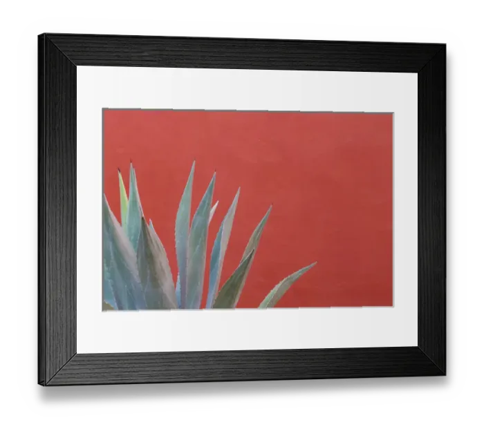 Framed Print : Mexico, San Miguel de Allende. Agave plant next to colorful wall Framed Print : Mexico, San Miguel de Allende. Agave plant next to colorful wall