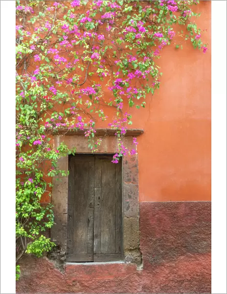 Mexico, San Miguel de Allende. Bougainvillea outside wooden doorway