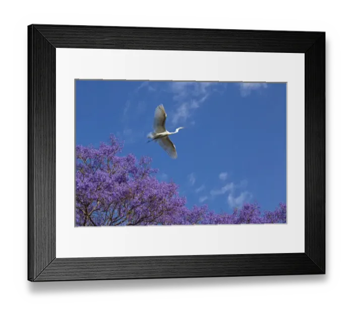 Framed Print : Mexico, San Miguel de Allende. Great egret flying over jacaranda tree. Credit as
