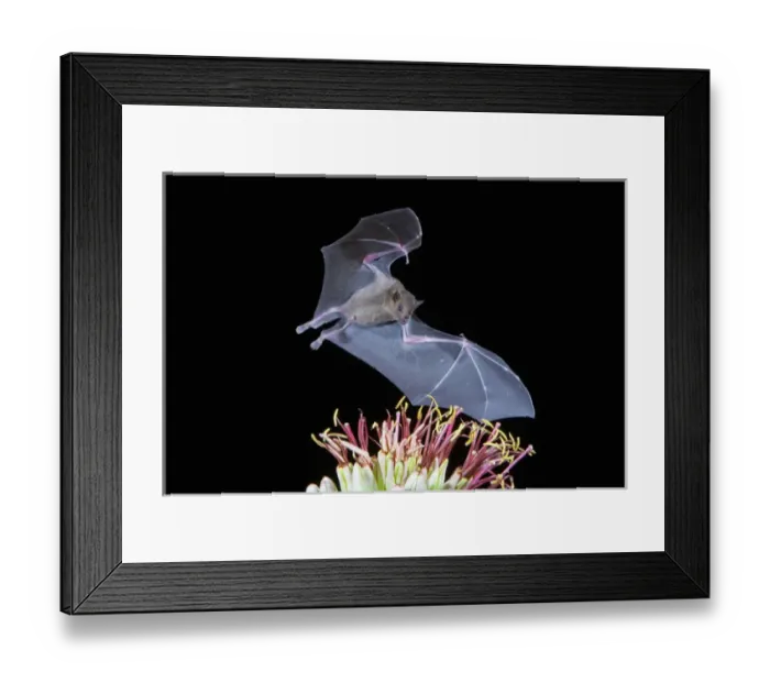Framed Print : Tucson, Arizona, USA, Leafnosed fruit bat over agave blossom Framed Print : Tucson, Arizona, USA, Leafnosed fruit bat over agave blossom