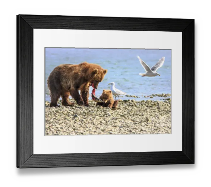 Framed Print : Grizzly Bears. Also called Brown Bears. McNeil River State Game Sanctuary and refuge Framed Print : Grizzly Bears. Also called Brown Bears. McNeil River State Game Sanctuary and refuge
