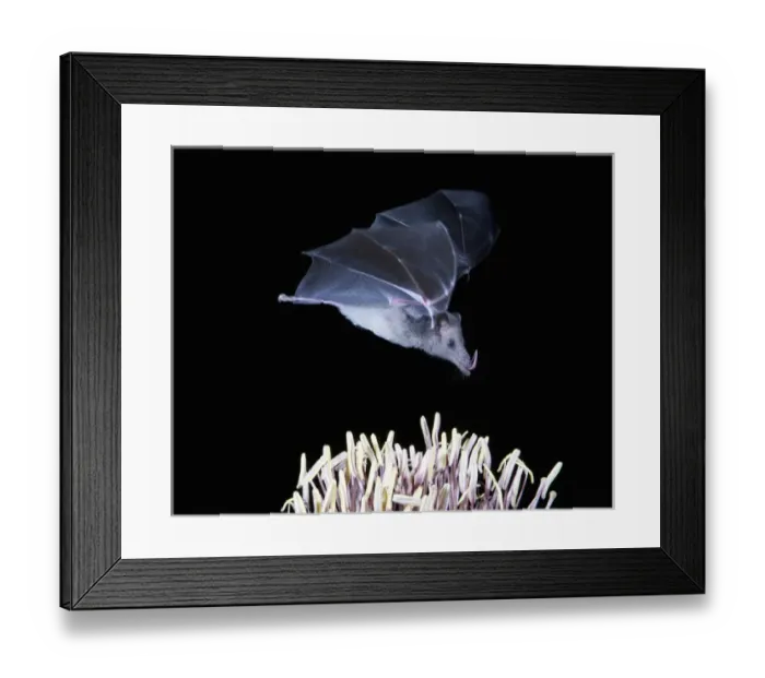 Framed Print : Tucson, Arizona, USA, Leafnosed fruit bat over agave blossom