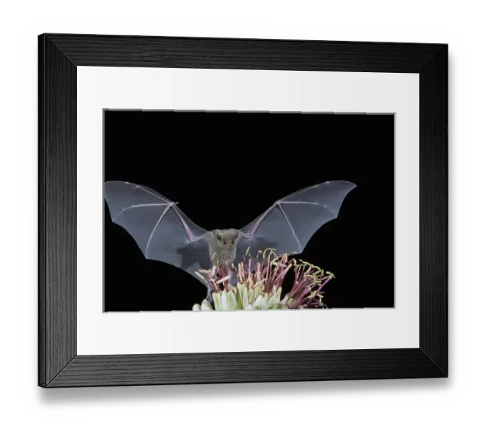 Framed Print : Tucson, Arizona, USA, Leafnosed fruit bat flying up to agave blossom Framed Print : Tucson, Arizona, USA, Leafnosed fruit bat flying up to agave blossom