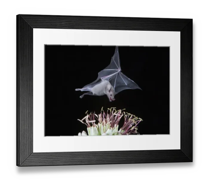 Framed Print : Tucson, Arizona, USA, Leafnosed fruit bat over agave blossom Framed Print : Tucson, Arizona, USA, Leafnosed fruit bat over agave blossom