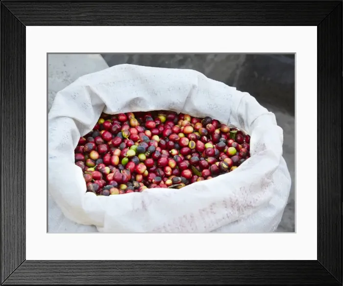 Framed Print : Mexico, Sierra Madre Mountains. Raw coffee beans in bag Framed Print : Mexico, Sierra Madre Mountains. Raw coffee beans in bag