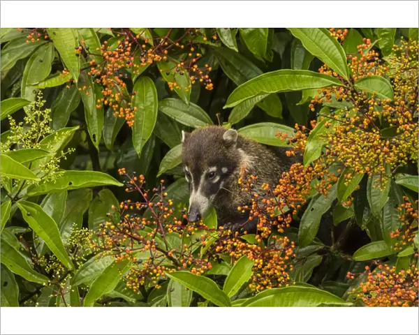 Central America, Costa Rica, Arenal. Coatimundi eating berries