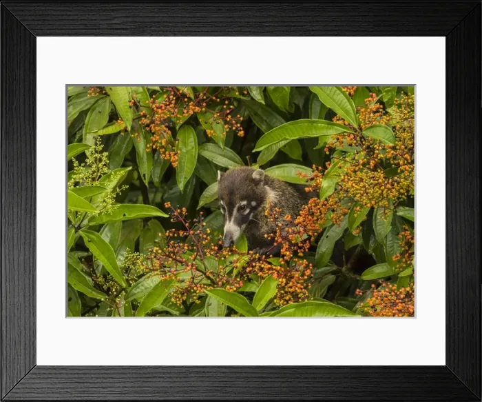 Framed Print : Central America, Costa Rica, Arenal. Coatimundi eating berries