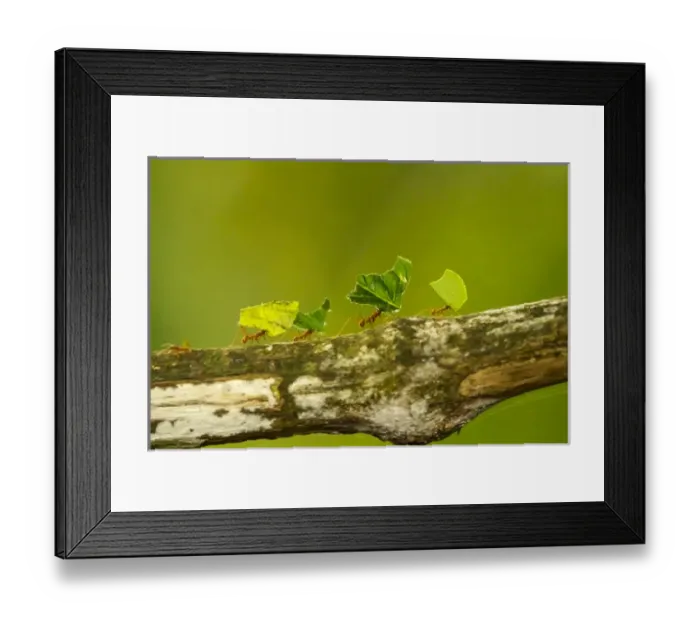 Framed Print : Central America, Costa Rica, Monteverde Cloud Forest Biological Reserve Framed Print : Central America, Costa Rica, Monteverde Cloud Forest Biological Reserve