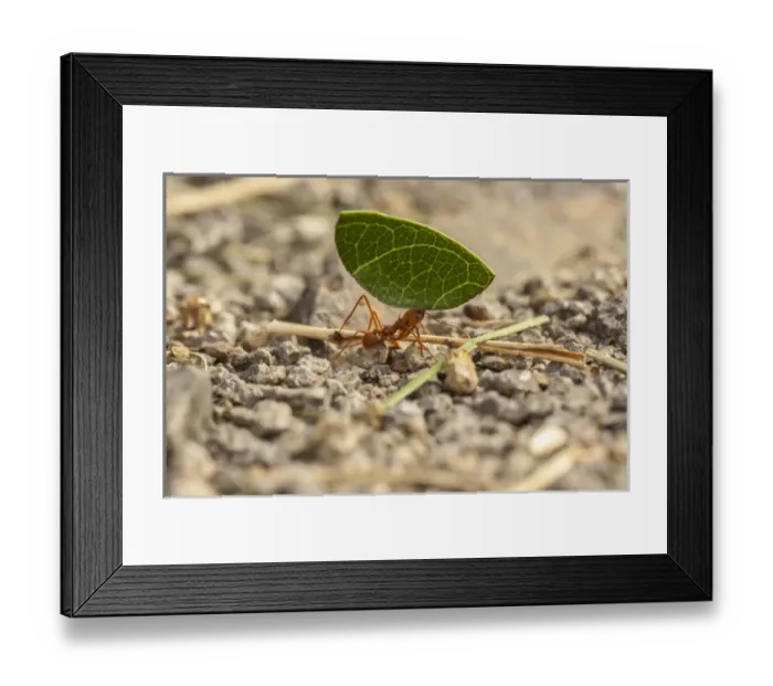 Framed Print : Central America, Costa Rica, Monteverde Cloud Forest Biological Reserve