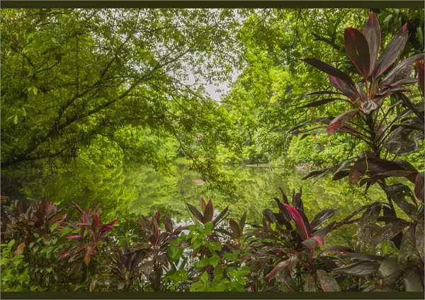 Central America, Costa Rica, Sarapiqui River Valley. Rain forest and pond scenic