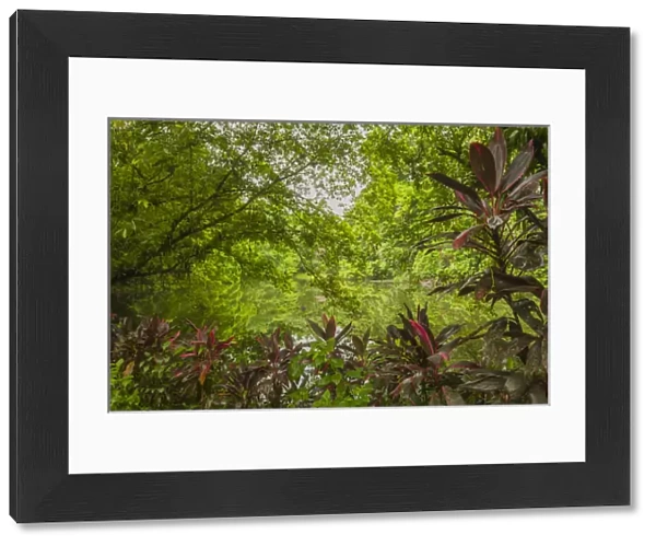 Central America, Costa Rica, Sarapiqui River Valley. Rain forest and pond scenic