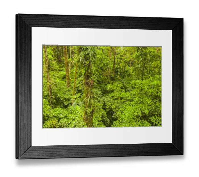 Framed Print : Central America, Costa Rica, Arenal. Rain forest foliage