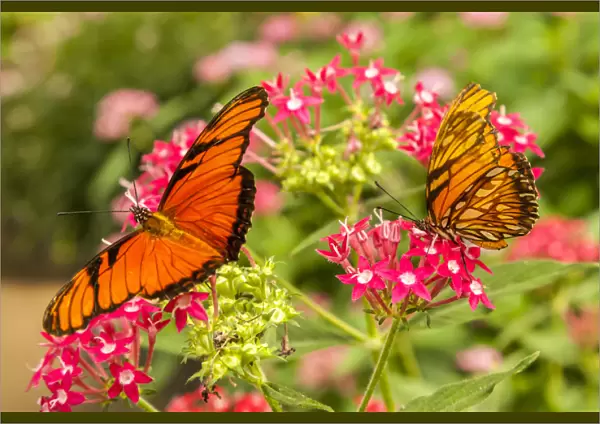 Central America, Costa Rica, Monteverde Cloud Forest Biological Reserve. Butterflies on flower