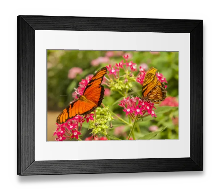 Framed Print : Central America, Costa Rica, Monteverde Cloud Forest Biological Reserve. Butterflies on flower Framed Print : Central America, Costa Rica, Monteverde Cloud Forest Biological Reserve. Butterflies on flower