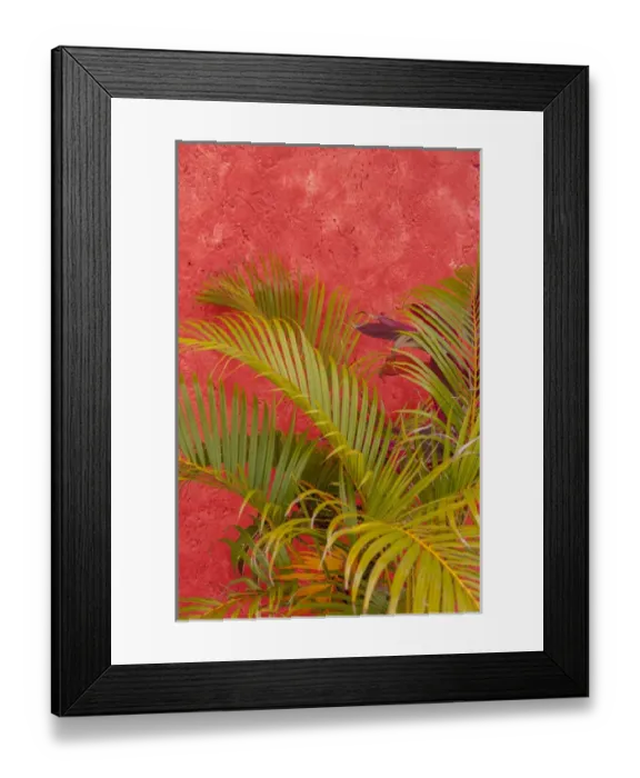 Framed Print : Mexico, Cozumel, palm tree against colorful stucco wall Framed Print : Mexico, Cozumel, palm tree against colorful stucco wall