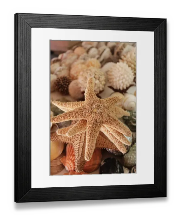 Framed Print : Seashells for sale Zihuatanejo, Mexico Framed Print : Seashells for sale Zihuatanejo, Mexico