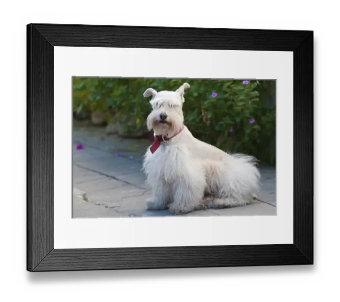 Framed Print : Mexico, Puerto Vallarta. Scottish terrier Puerto Vallarta, Mexico