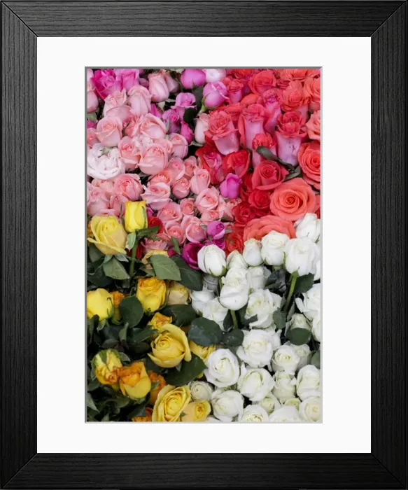 Framed Print : Roses for sale, San Miguel de Allende, Mexico. World Heritage Site