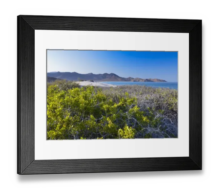 Framed Print : Isla de Espiritu Santo, Baja, Mexico, Blue sky and succulent brush Framed Print : Isla de Espiritu Santo, Baja, Mexico, Blue sky and succulent brush