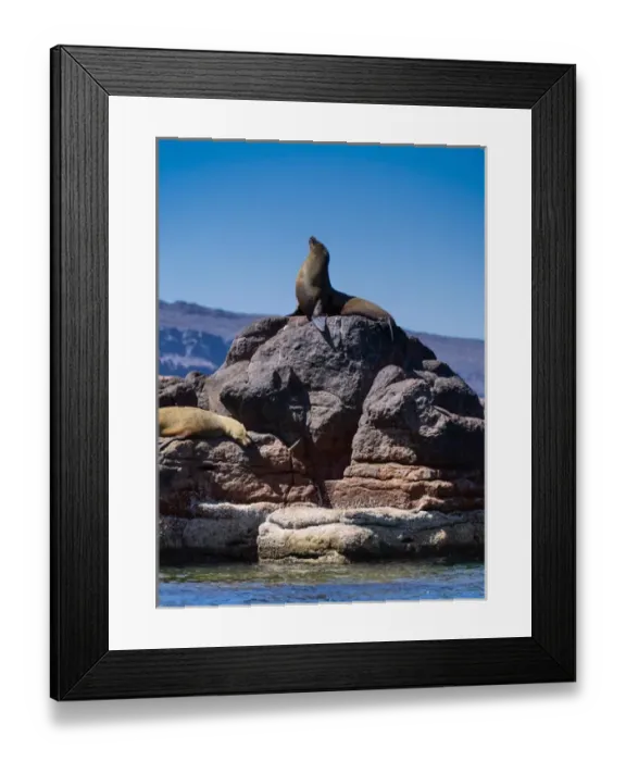 Framed Print : Isla de Espiritu Santo, Baja, Mexico, California Sea Lion basks on elevated rocks