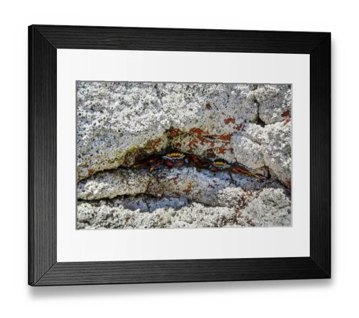 Framed Print : Isla de Espiritu Santo, Baja, Mexico, Sally Lightfoot Crabs in barnacle-encrusted crevice