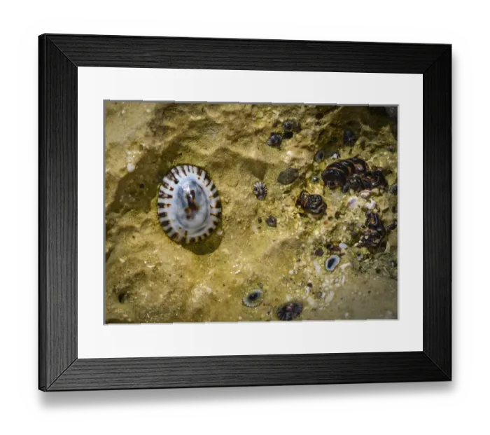 Framed Print : Isla de Espiritu Santo, Baja, Mexico, Limpets against golden sand in tide pool