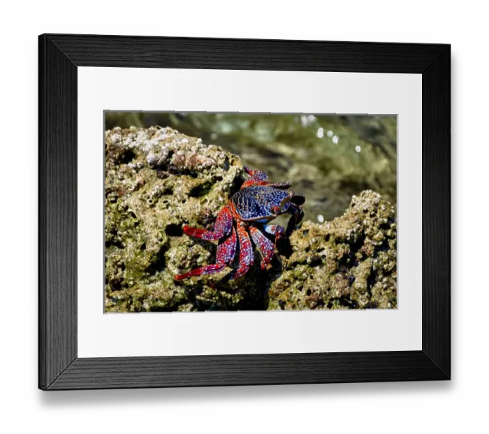 Framed Print : Isla de Espiritu Santo, Baja, Mexico, Sally Lightfoot crab suns near the surf
