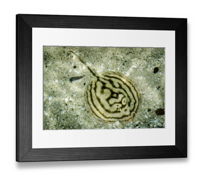 Framed Print : Isla de Espiritu Santo, Baja, Mexico, Cortez Stingray in tidepool Framed Print : Isla de Espiritu Santo, Baja, Mexico, Cortez Stingray in tidepool