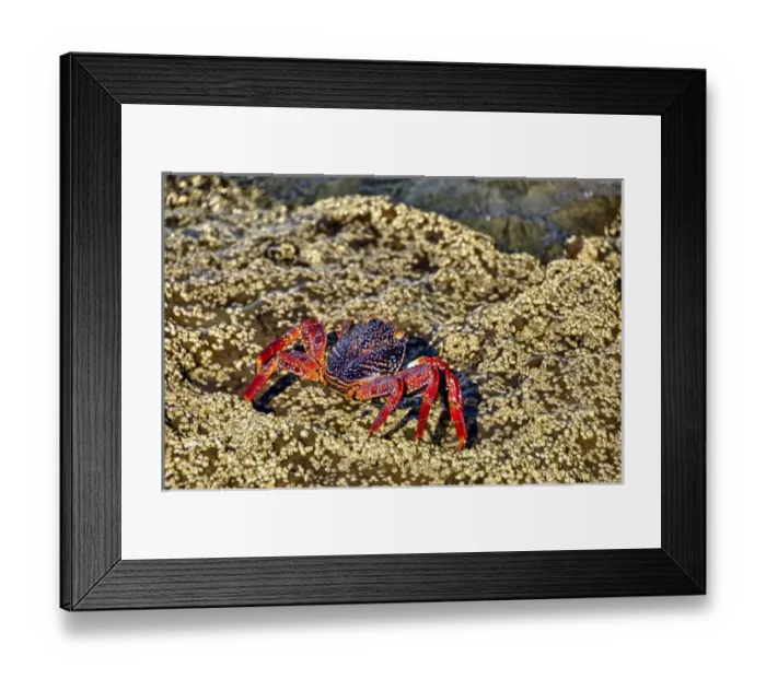 Framed Print : Isla de Espiritu Santo, Baja, Mexico, Sally Lightfoot crab suns near the tide pools Framed Print : Isla de Espiritu Santo, Baja, Mexico, Sally Lightfoot crab suns near the tide pools