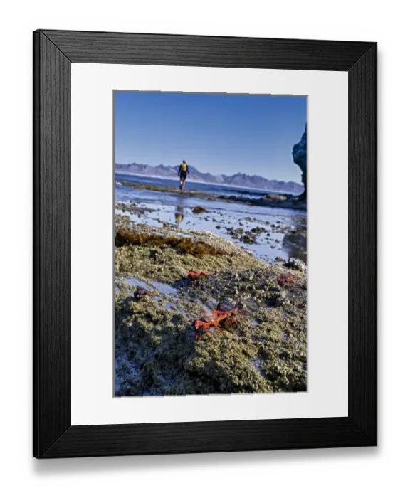 Framed Print : Isla de Espiritu Santo, Baja, Mexico, Woman snorkeler walking along the surf. MR Framed Print : Isla de Espiritu Santo, Baja, Mexico, Woman snorkeler walking along the surf. MR