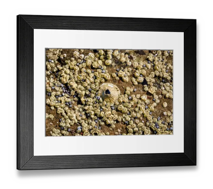 Framed Print : Isla de Espiritu Santo, Baja, Mexico, Limpet and barnacles in tide pool